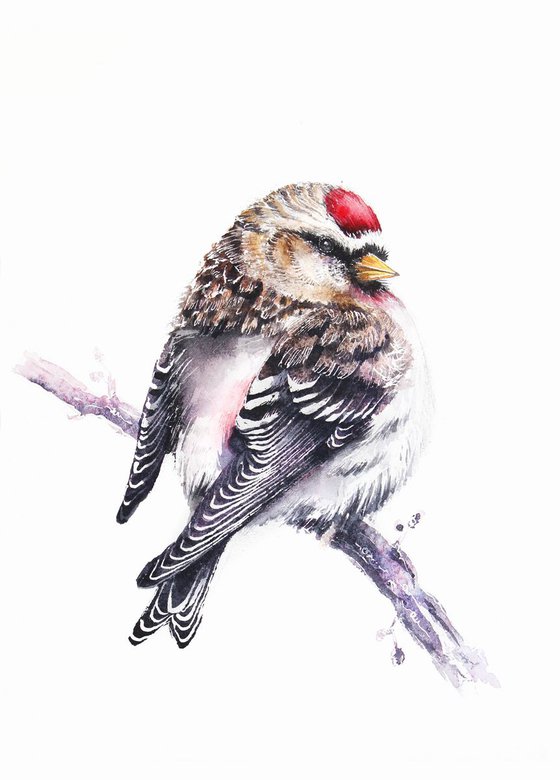 Common Redpoll,  birds, wildlife watercolours