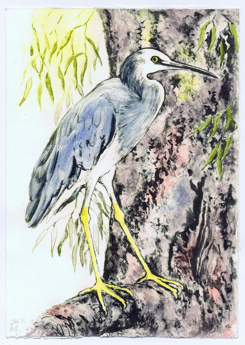 White-faced Heron, A/P by Julia Wakefield