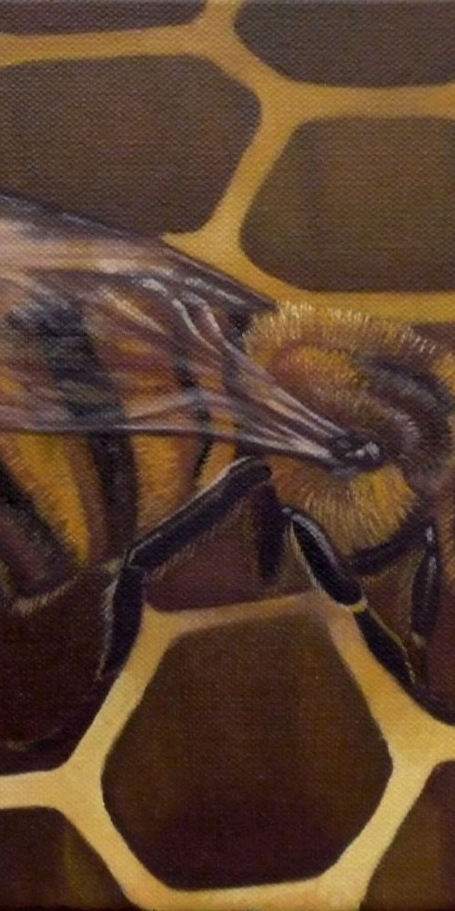 Bee On Honeycomb by Rebecca Coleman