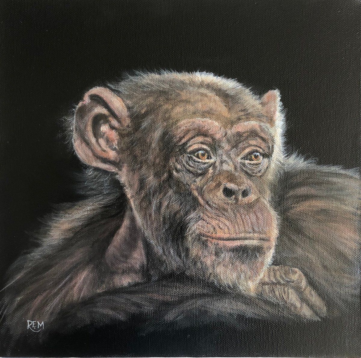 Budongo Chimp by Rosie Mark