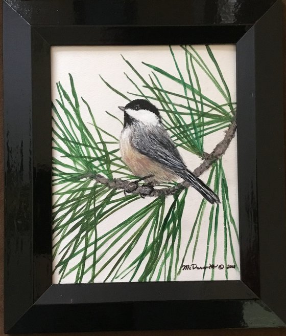 WHITE PINE CHICKADEE 10X8 Acrylic (SOLD)