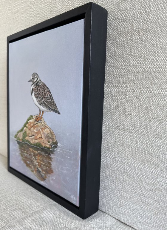 Turnstone