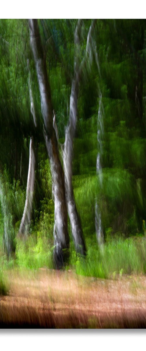 Deep in the Forest by Lynne Douglas