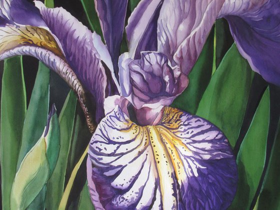 Dutch iris with greens Watercolour by Alfred Ng | Artfinder