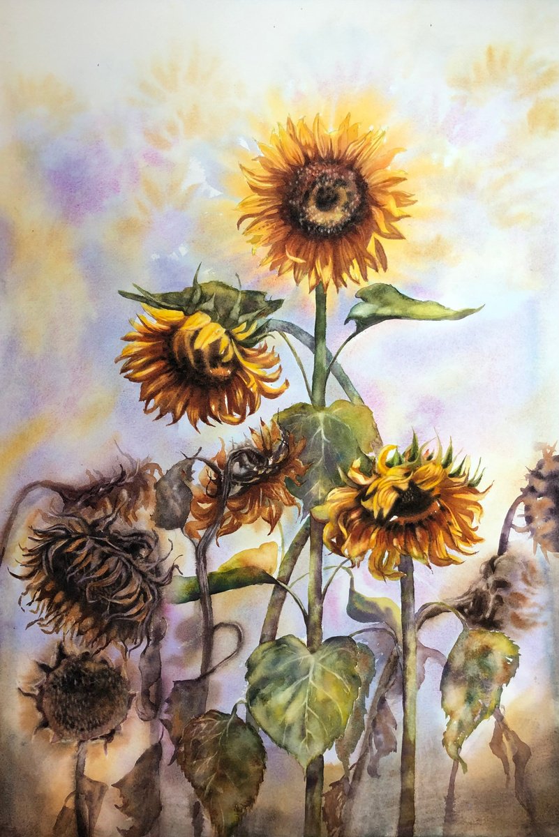 Sunflowers life cycle by Alina Karpova