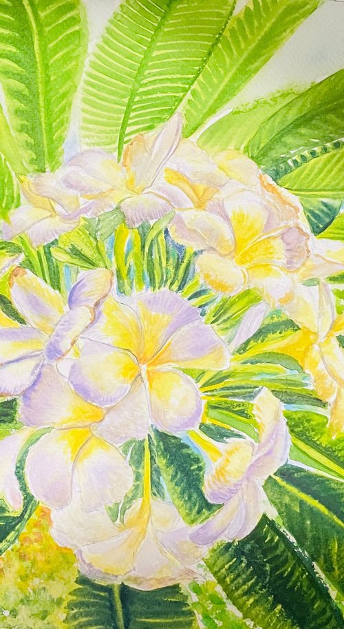 Plumeria Grace by Neha Soni