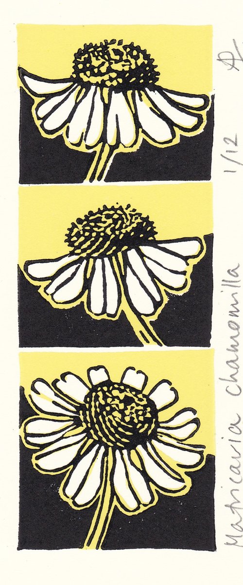 Camomile (butter and black) by Alison Pearce