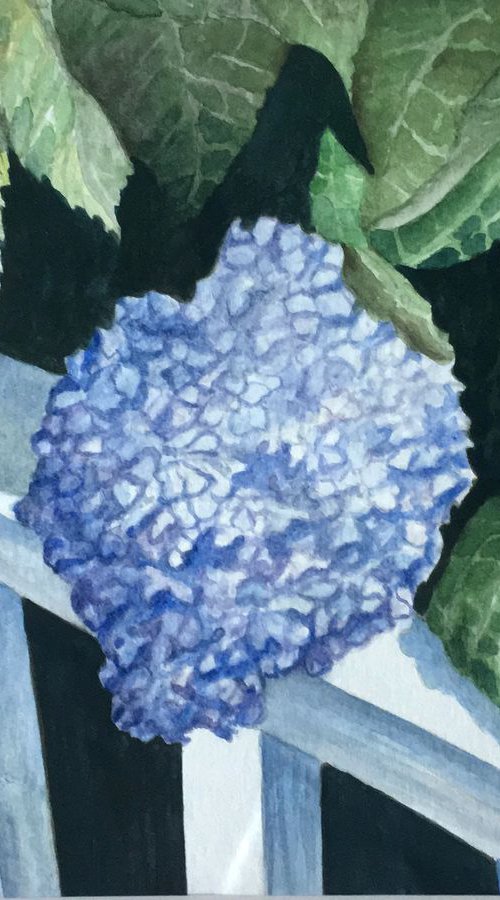 Hydrangea Porch by Rosie Brown