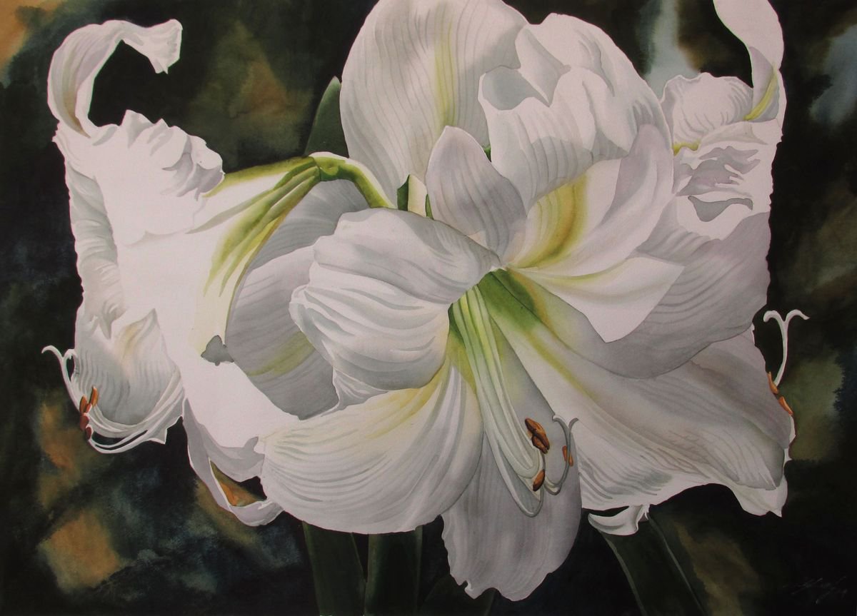 Winter bloom (White amaryllis) by Alfred  Ng