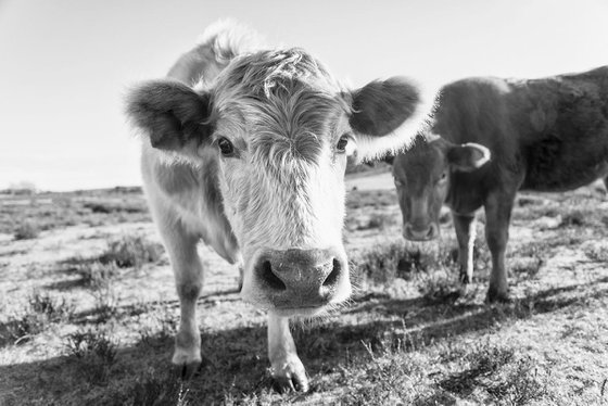 CURIOUS COW