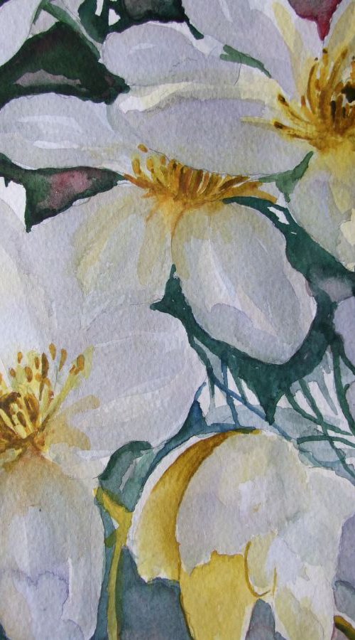 Clematis by David Harmer