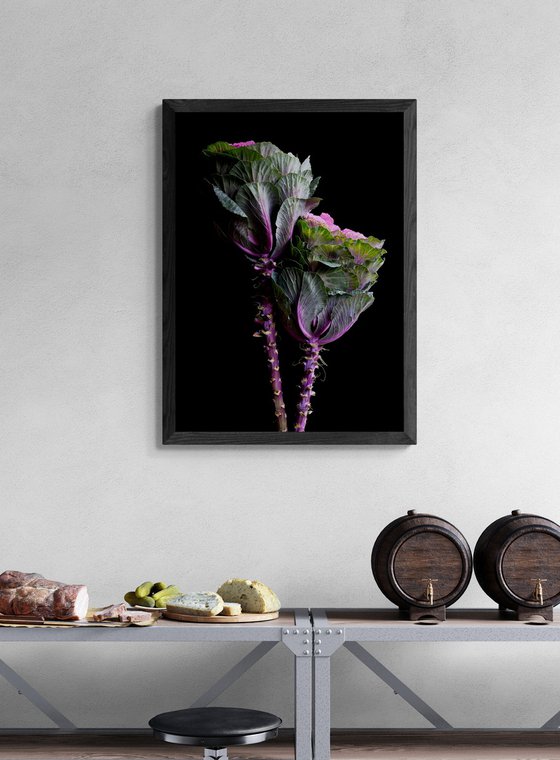 Flowering Kale