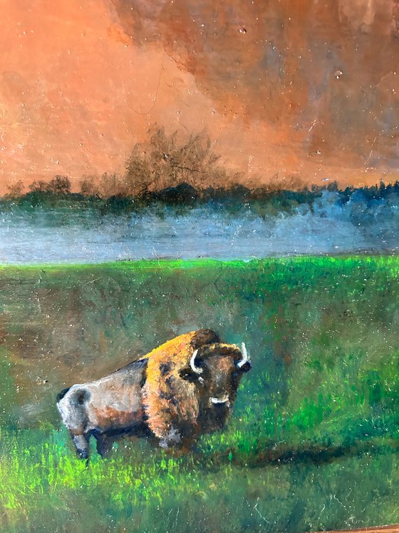 Buffalo Crossing