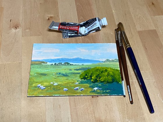 Sheep Grazing On Ranch Meadow Along Pacific Coast