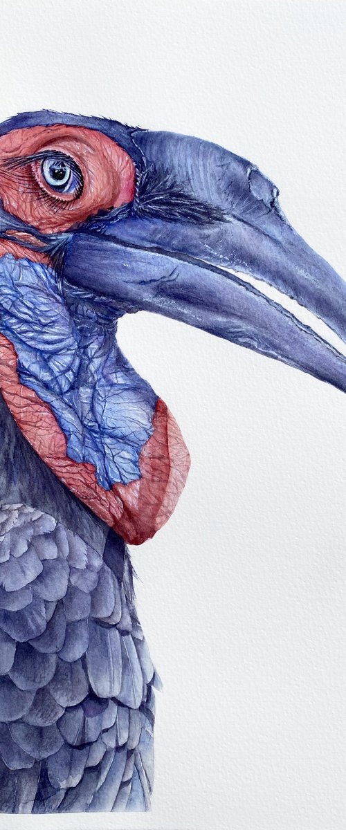 Ground Hornbill, bird portrait by Tetiana Savchenko