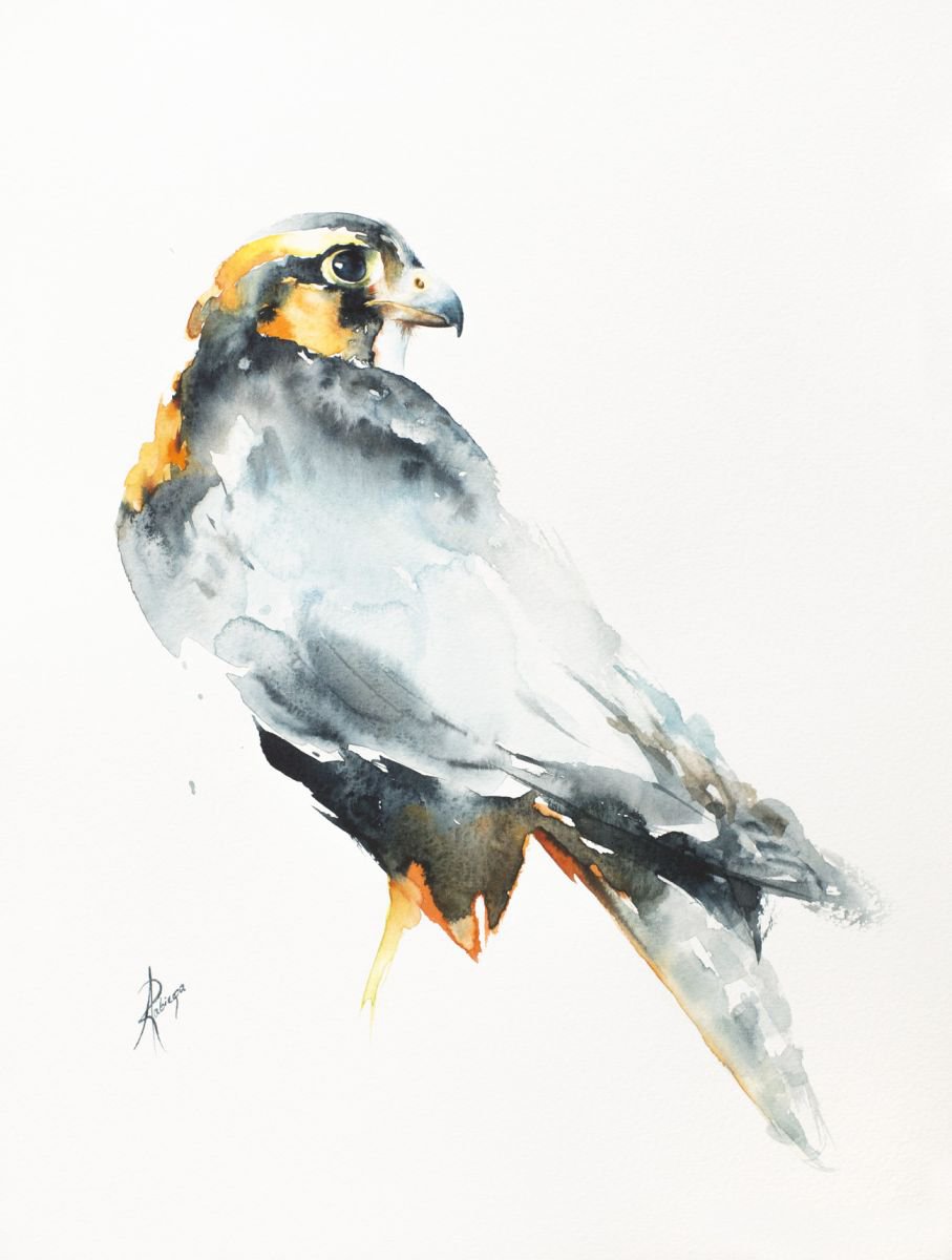 Aplomado Falcon by Andrzej Rabiega