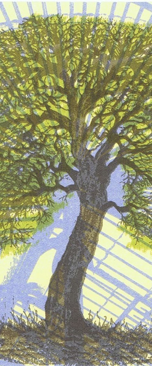 Quercus Suber by Aidan Flanagan Irish Landscapes