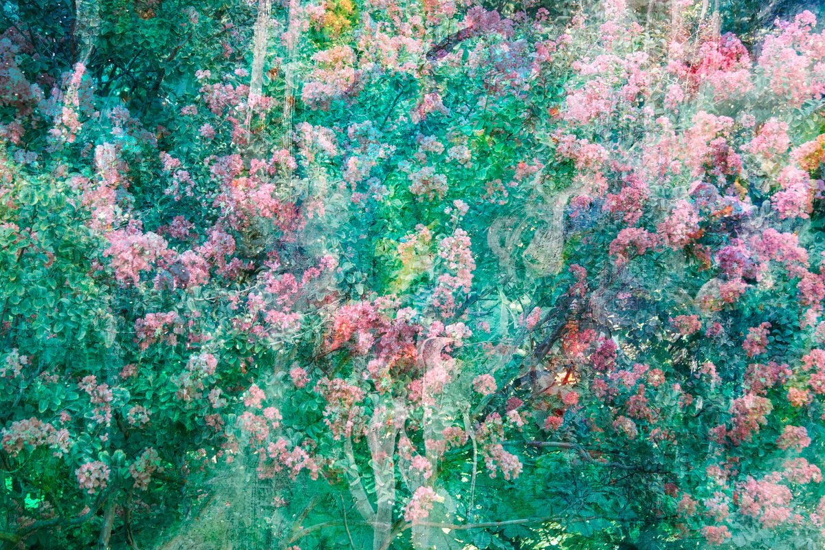 Impressionistic Botanical Photograph By Viet Ha Tran, 37 X 25", Gentle Spring, Original Artwork