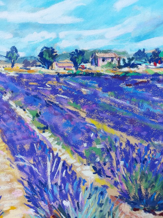 Lavender in Campo de San Juan