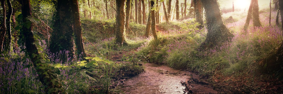 Photorealistic Photograph , Bluebell Stream By Paul Nash, 36 X 12, Artwork For Sale On Artfinder