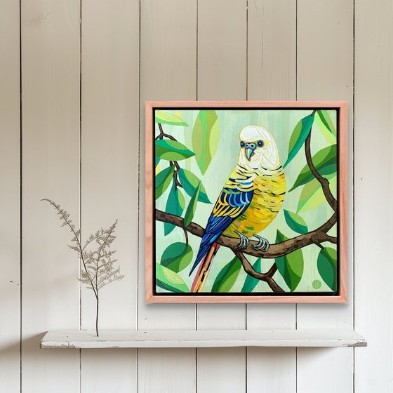 Budgie Beauties: Mango