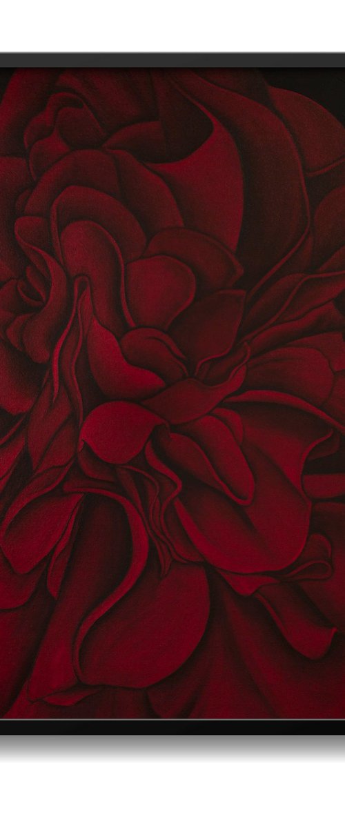 Red Camellia by Dom Holmes