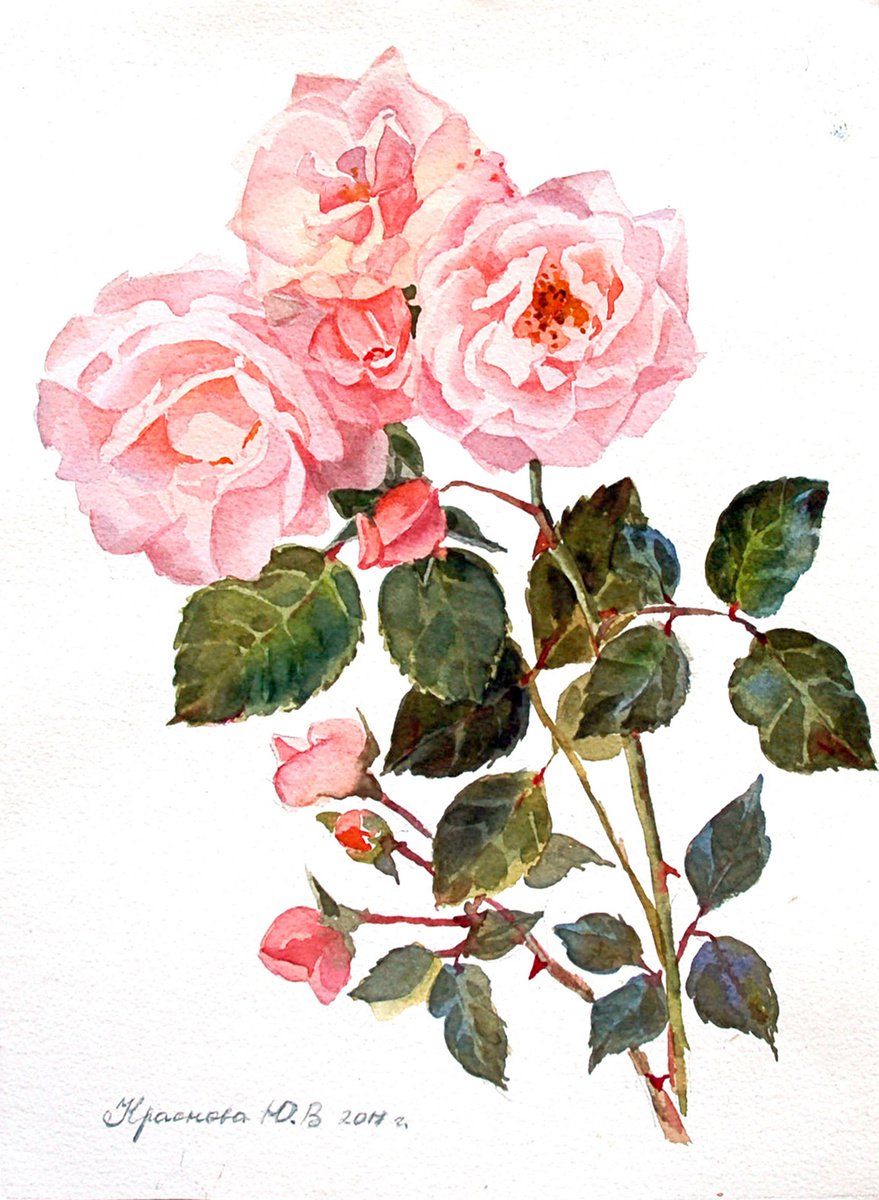 Photorealistic Botanical Watercolour By Yulia Krasnov, 10 X 14", Garden Roses, Original Artwork