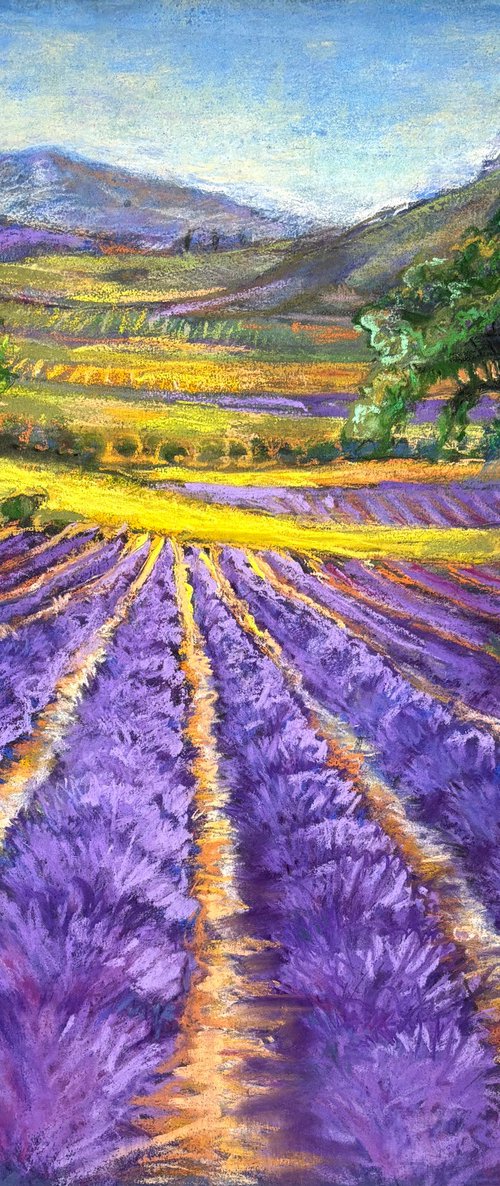 Lavender Fields by Patricia Clements