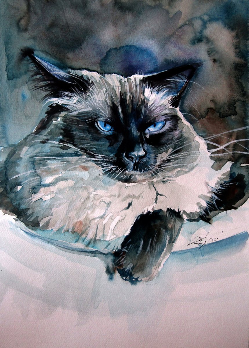 Angry himalayan cat 35 x 25 cm/ by Kovcs Anna Brigitta