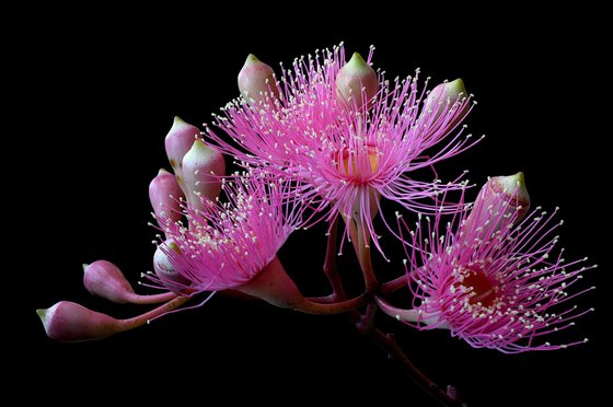 Pink Blossoming Gum