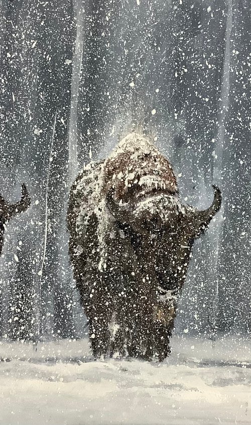 Buffaloes, Winter in Yellowstone by Darren Carey