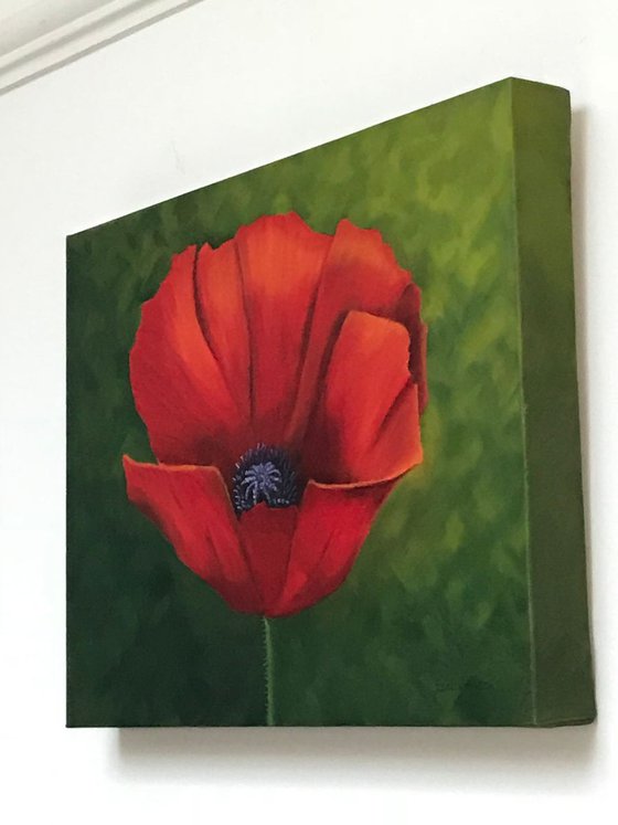 Red Poppy