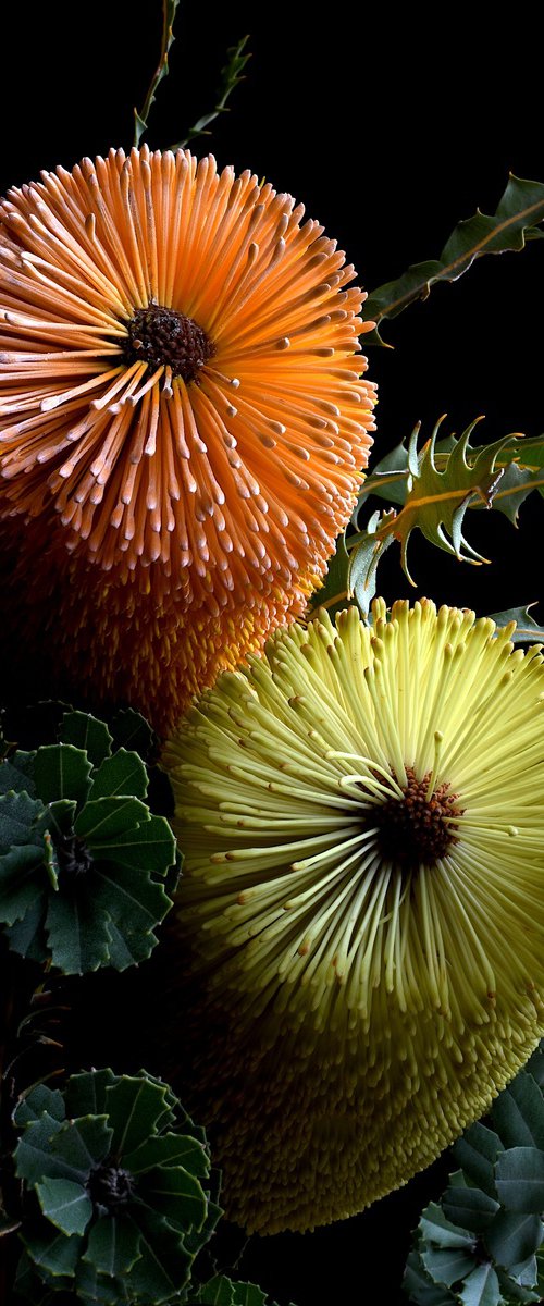 Banksia Praemorsa & Ashbyi by Nadia Culph