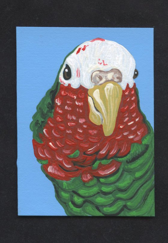 ACEO ATC Original Miniature Painting Cuban Amazon Parrot Pet Bird Art-Carla Smale