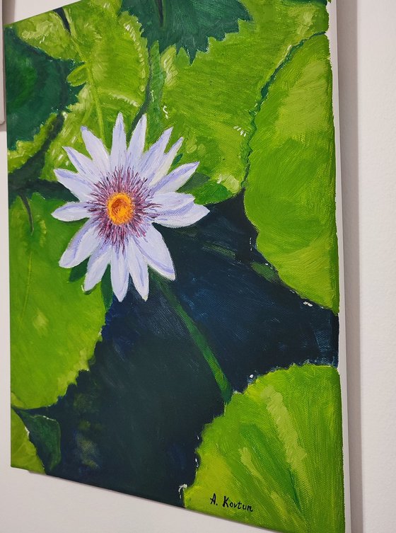 Water lily