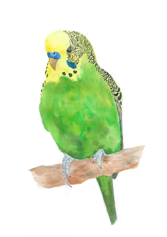 Budgie Bird
