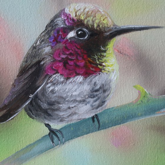 Violet Hummingbird