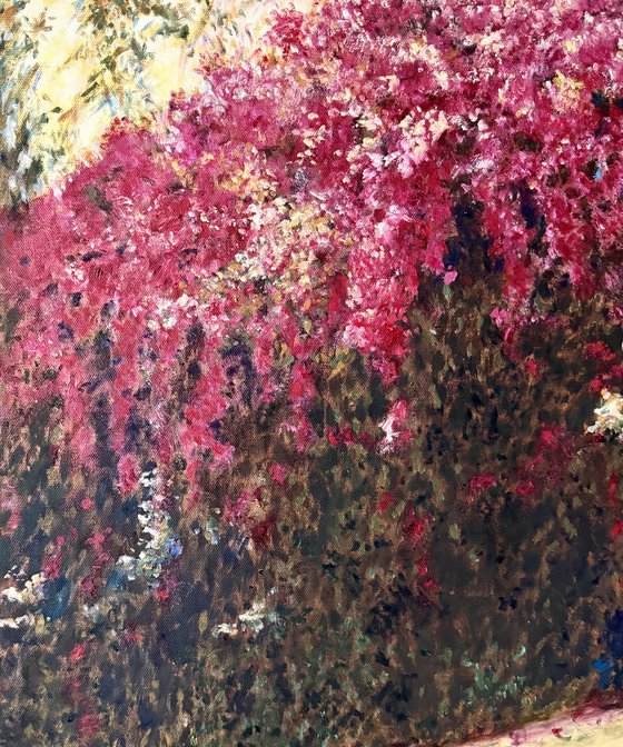 Bougainvillea