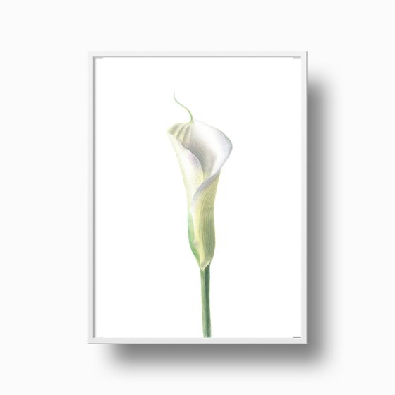 White Calla Lily