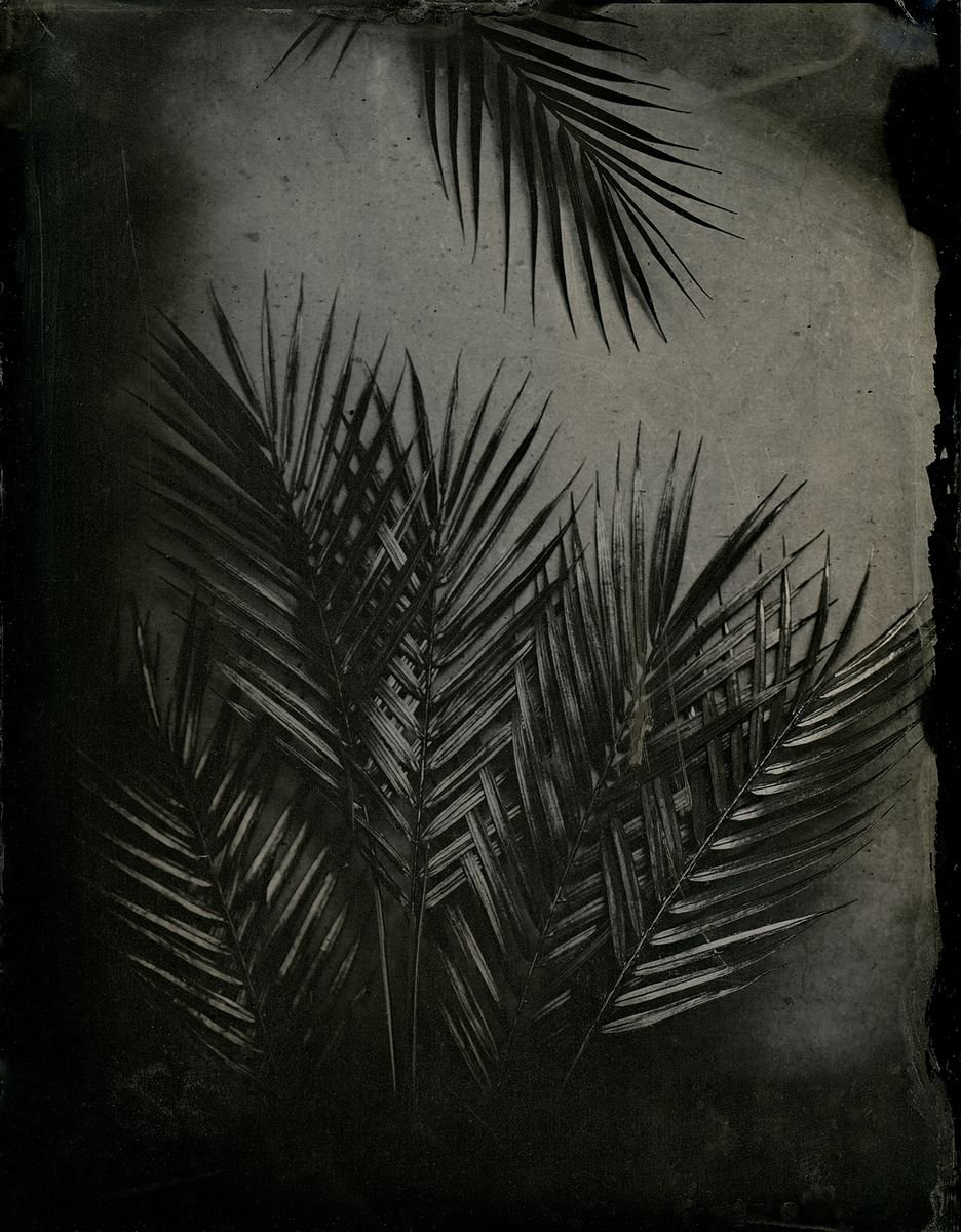 Photorealistic Botanical Photograph By Nicolas Laborie, 8 X 10", Palms, Original Artwork