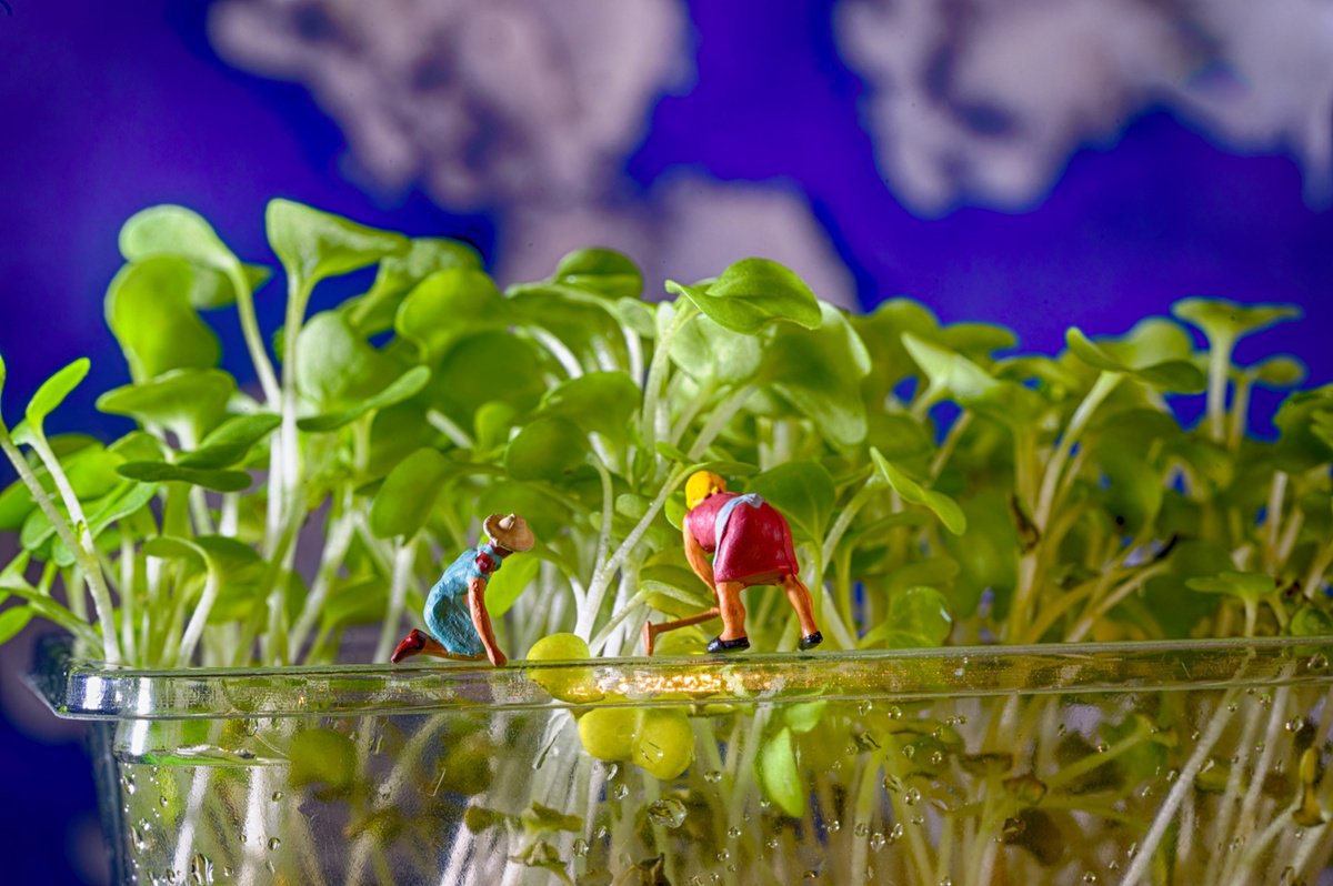 Organic Abstract Photograph By Marc Ehrenbold, 40 X 30", Cress Harvest, Original Artwork