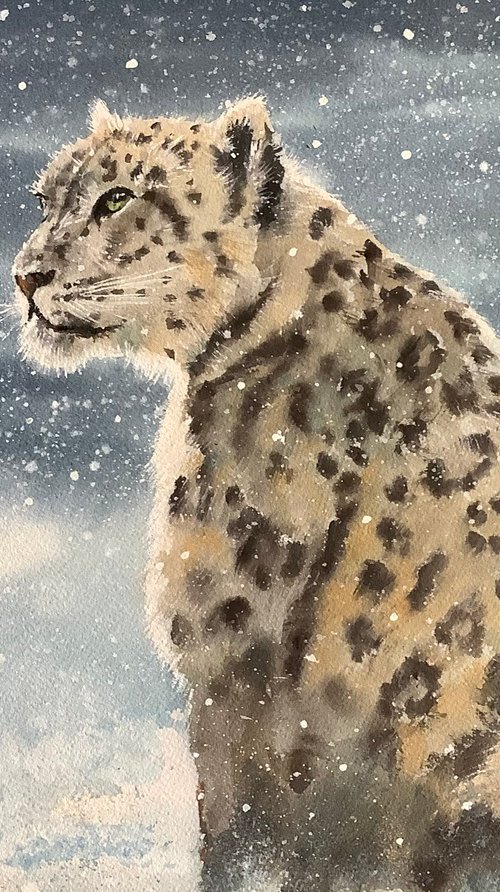 Snow Leopard by Darren Carey