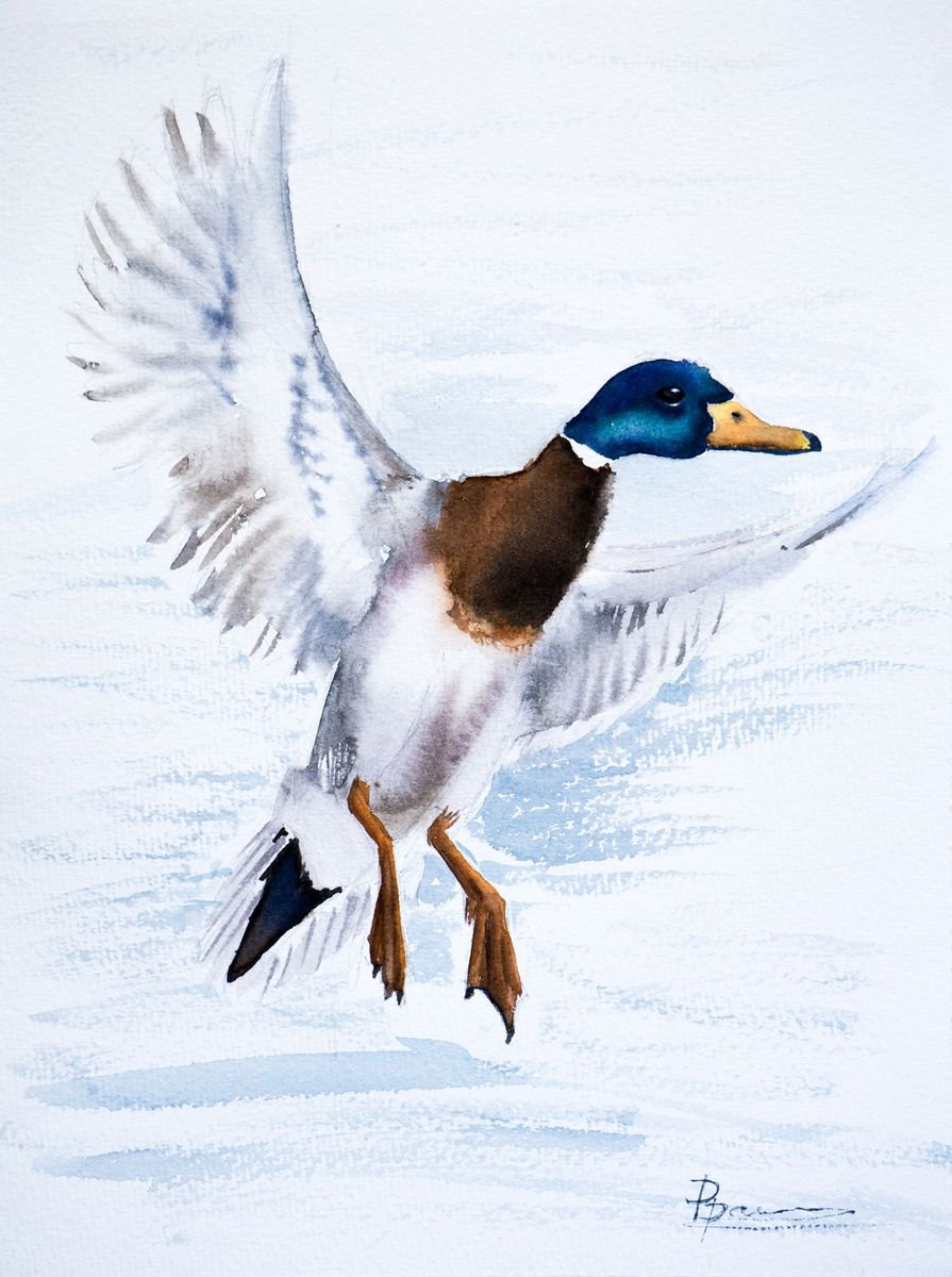 Flying Duck by Olga Shefranov (Tchefranova)