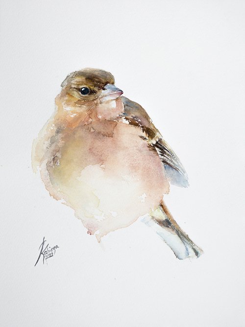 Common Chaffinch by Andrzej Rabiega