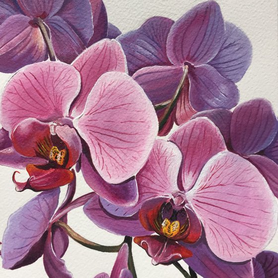 Pink orchid