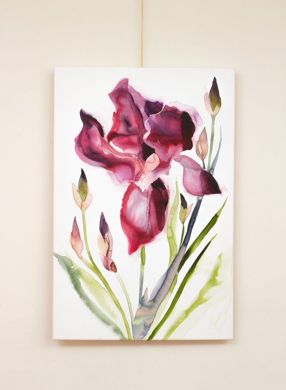 Iris No. 208