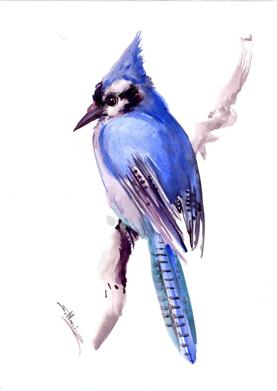 Blue Jay on a Branch