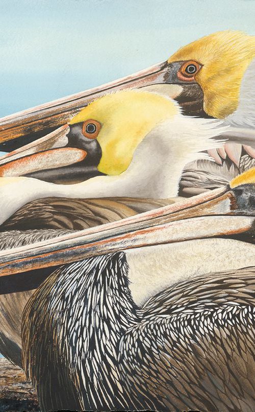 The Gathering - Brown Pelicans by Leslie McDonald, Jr.