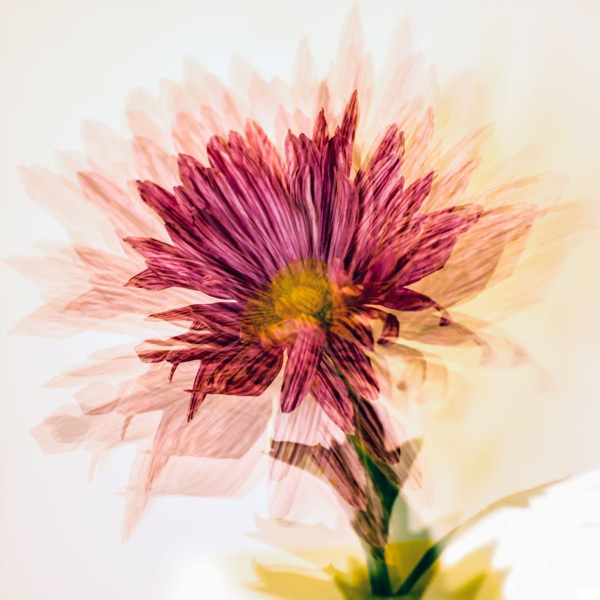 Psychedelic Flowers #7 Limited Edition 1/50 10x10 inch Photographic Print. by Graham Briggs
