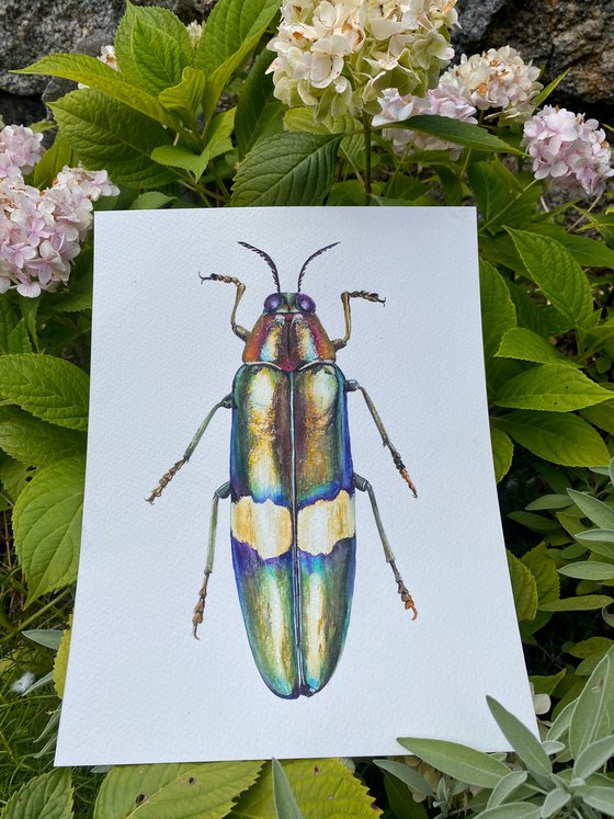 Radiant Majesty: Chrysochroa Edwardsi Beetle